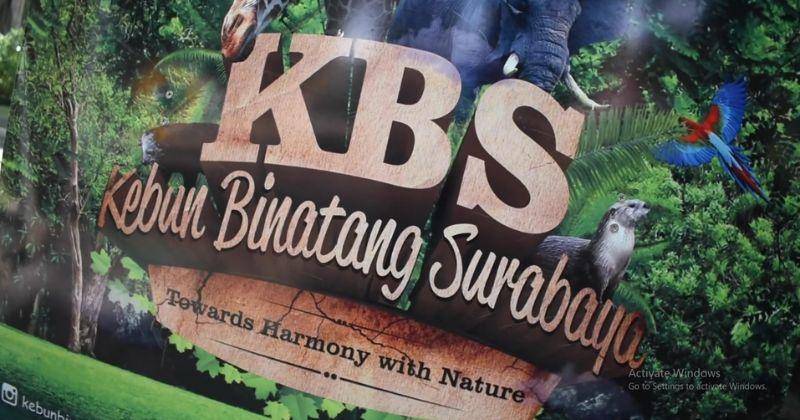Kebun Binatang Surabaya, Wisata dan Edukasi Populer untuk Anak